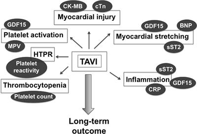 Can Blood Biomarkers Help Predicting Outcome in Transcatheter Aortic Valve Implantation?